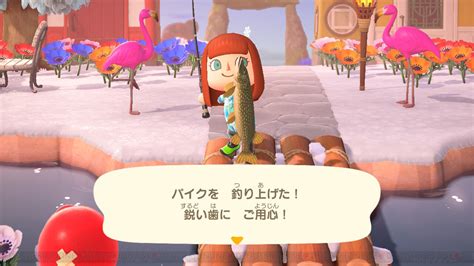 ＜画像218＞12月に捕っておきたいサカナと海の幸を調べてみた！【あつ森日記＃170】 電撃オンライン