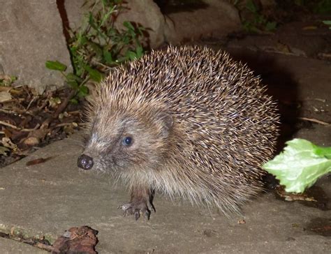 Get your garden hedgehog-ready this spring - Hedgehog Street