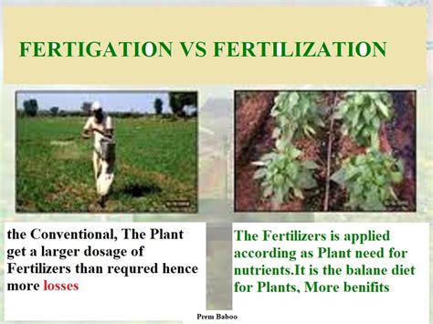 What S The Difference Between Fertigation And Hand Applying Fertilizers To Fruits In Terms Of