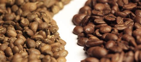 Le Differenze Tra Arabica E Robusta Pasqualini Il Caff