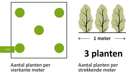 5 Planten Per Vierkante Meter Plants Photo