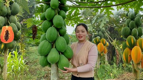 Harvesting Papaya Bring It To The Market To Sell How To Preserve