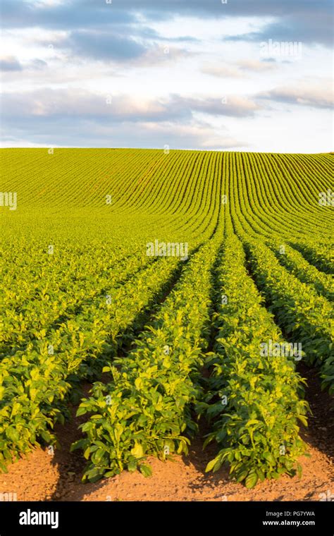 Solanum Tuberosum Field Hi Res Stock Photography And Images Alamy