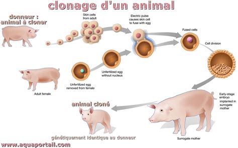 Clonage définition et explications