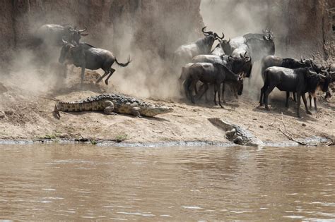 The Great Wildebeest Migration Your Guide East Africa Safari Ventures