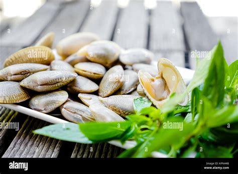 Surf clam Stock Photo - Alamy