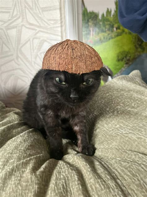 Кокос — Литературный клуб "Бумажный Слон"