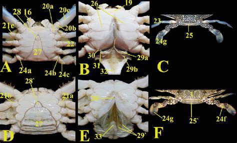 A D The Ventral View Of The Male And Female Blue Swimmer Crab P