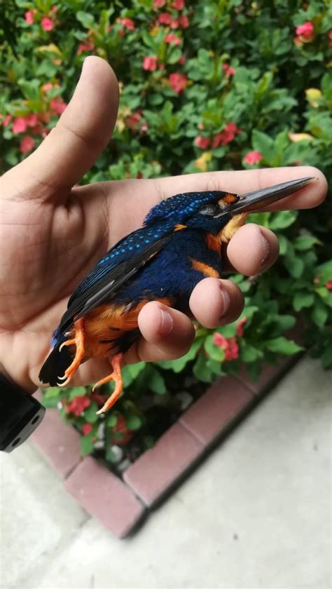 LOOK: Injured bird gets rescued in DLSU-Dasmariñas campus | Inquirer Technology