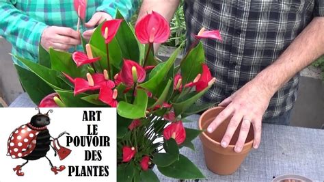 Conseils Jardinage Entretien Et Arrosage Anthurium Million Flowers