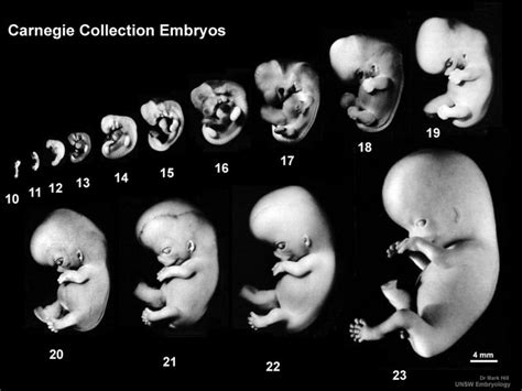 Embryonic Development Human Development Pregnancy Care Pregnancy