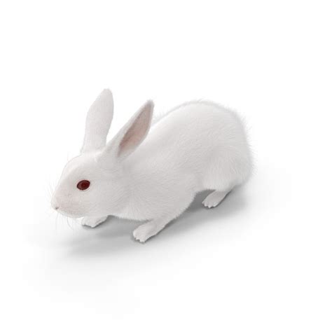 White Rabbit PNG Images & PSDs for Download | PixelSquid - S10709273C