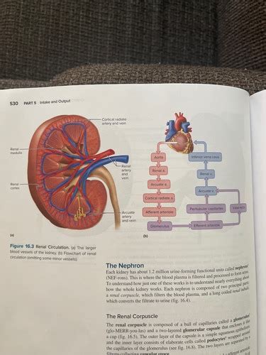 The Urinary System Flashcards Quizlet