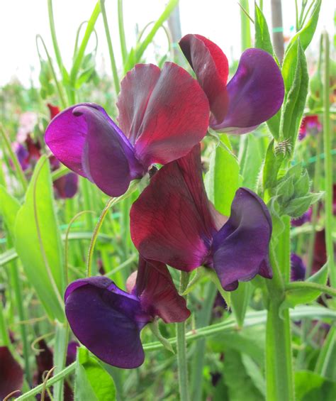 Purple Prince Roger Parsons Sweet Peas