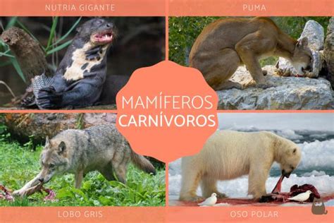 Mamíferos Carnívoros Características Evolución Tipos Y Ejemplos