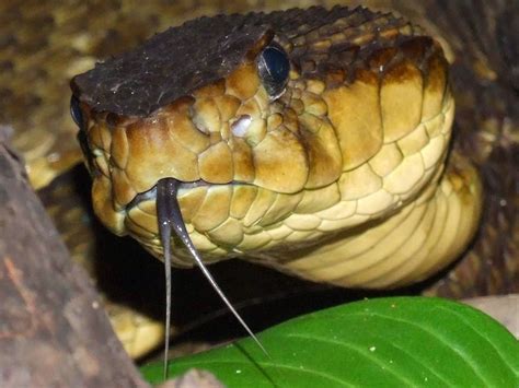 BioMania Animais Peçonhentos O que devemos saber sobre serpentes