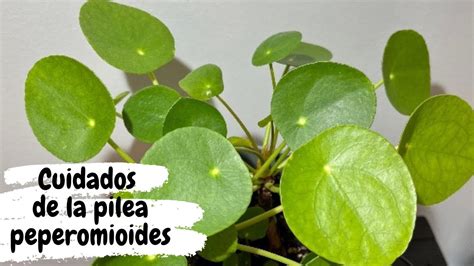 C Mo Cuidar La Planta Pilea Peperomioides Youtube