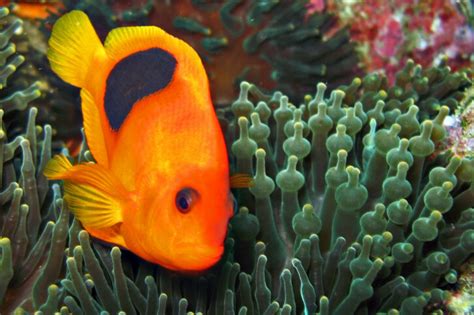 Amphiprion Lista De Peces Fishipedia