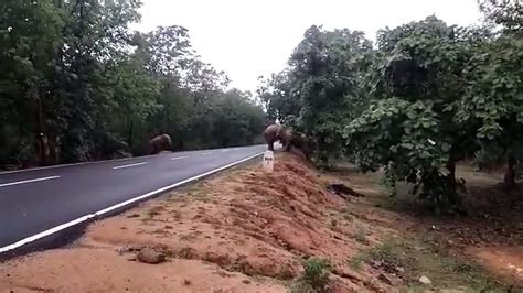 Chhattisgarh Elephant Attack Elephants Entered Houses By Breaking Wall