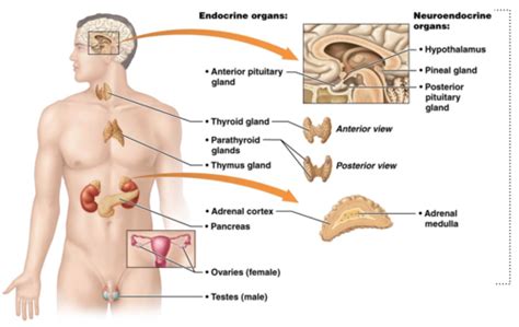 Chapter Endocrine System Flashcards Quizlet