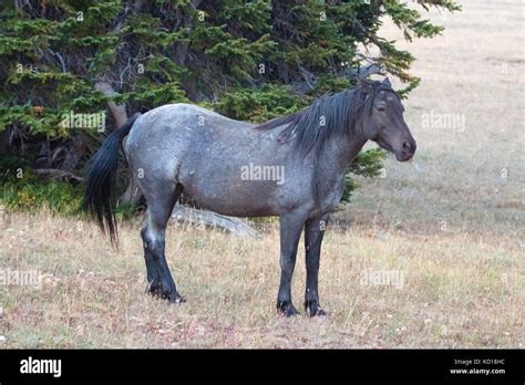 Blue Roan Stallion wild horse mustang on Sykes Ridge in the Pryor ...