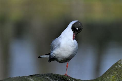 Dsc Faune Au Lac De Gravelle Bois De Vincennes P Flickr