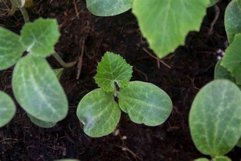 7 Different Pumpkin Growing Stages