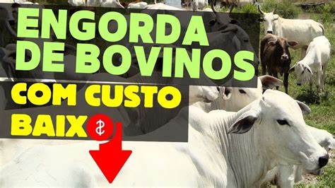 ENGORDA de BOVINOS em PEQUENA PROPRIEDADE CUSTO menor pecuária