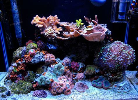 Best Nano Reef Tank Aquascape Aquascape Ideas