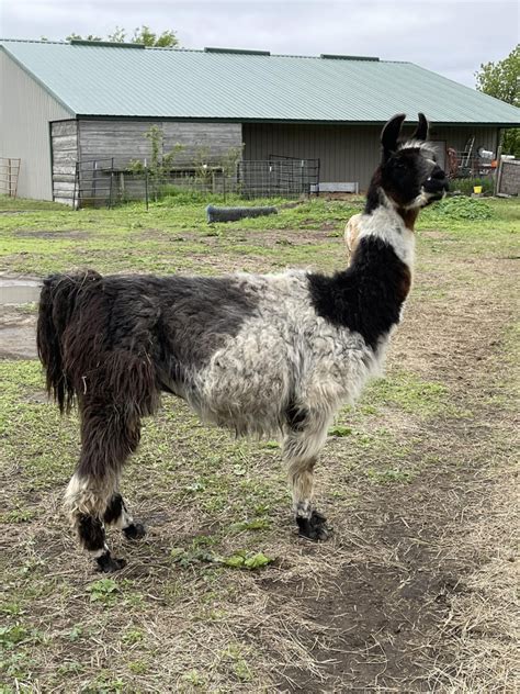 Stay At Llama Champions Alpaca Pals Retreat Unique Farm RV Camping