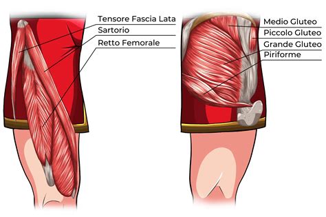 Abduttori Muscoli Ed Esercizi Per Lesterno Coscia Project Invictus