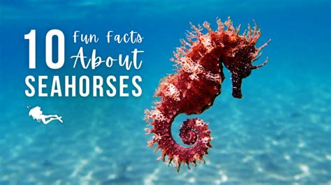 10 Fun Facts About Seahorses