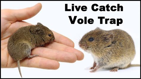 Vole Traps