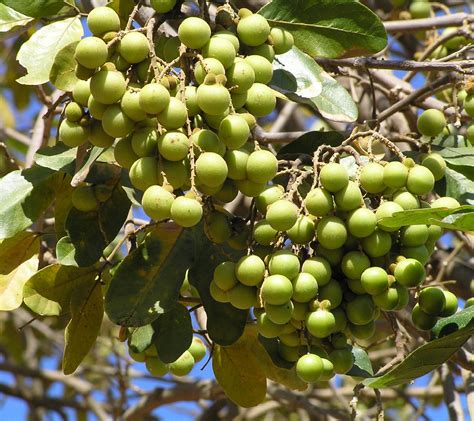 Sapindus Mukorossi Seeds Soap Nut Tree Seed Soap Berry Etsy Uk