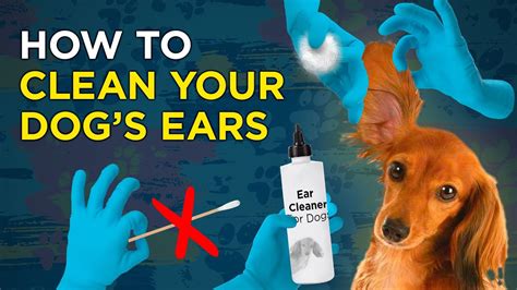 How To Clean Your Dogs Ears Vetvid Dog Care Video