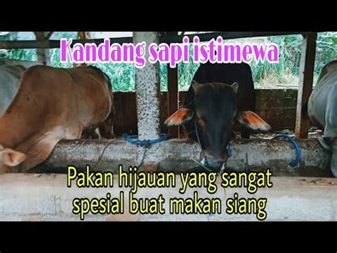 Proses Pemberian Pakan Hijauan Di Kandang Sapi Bapak Sapto YouTube