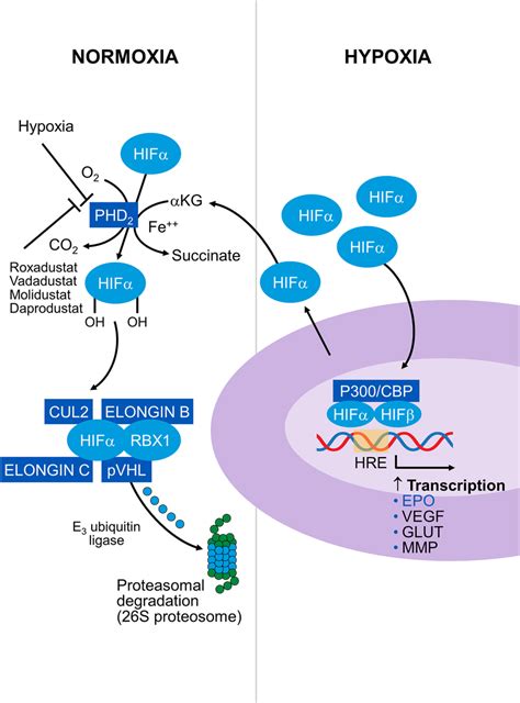 Schema Outlining The Regulation Of Hypoxia Responsive Elements In The