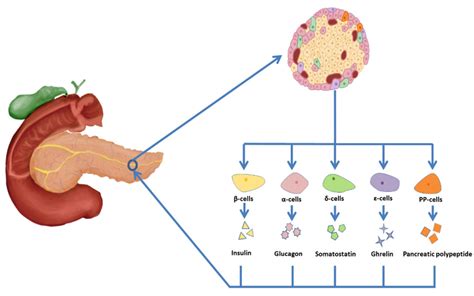 Islet Cell Composition And Secretions Islet Cells Are Generally