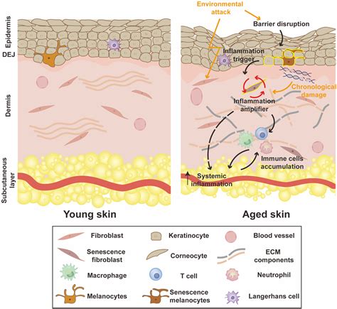 Aging In The Dermis Fibroblast Senescence And Its Significance Zhang