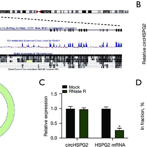 Hypoxia Treatment Up Regulates CircHSPG2 Expression In AC 16 Cells A