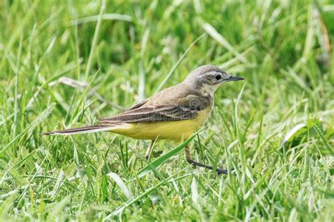 Yellow Bird Close Up Western Yellow Wagtail Motacilla Flava Stock