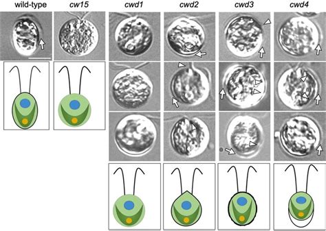 Phenotypic Characteristics Of Wild Type And Selected Cell Wall Download Scientific Diagram