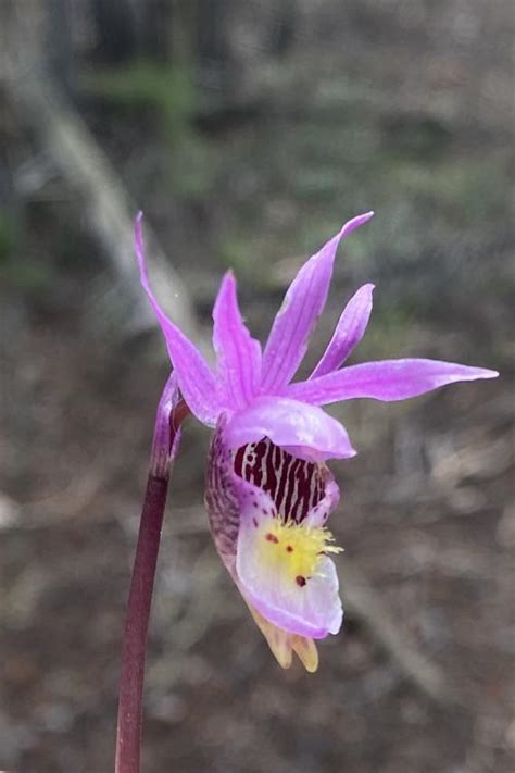 Flower in colorado : r/whatisthisplantPNW