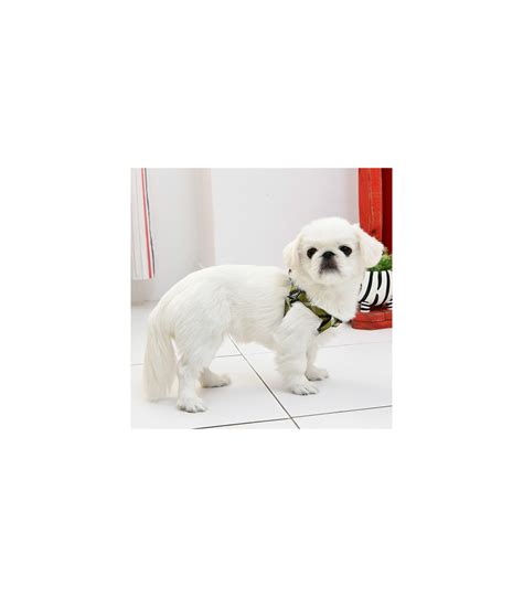 Hx Baxter Harness Puppia Green Un Chien Dans Le Marais