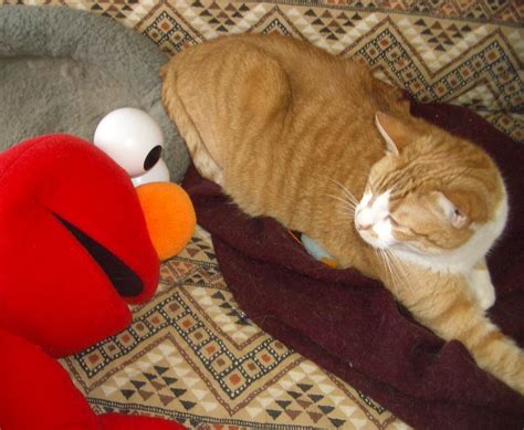 woman   regrets  chronicles  elmo
