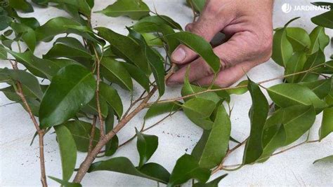 C Mo Cuidar El Ficus Benjamina Gu A Para Mantenerlo Saludable