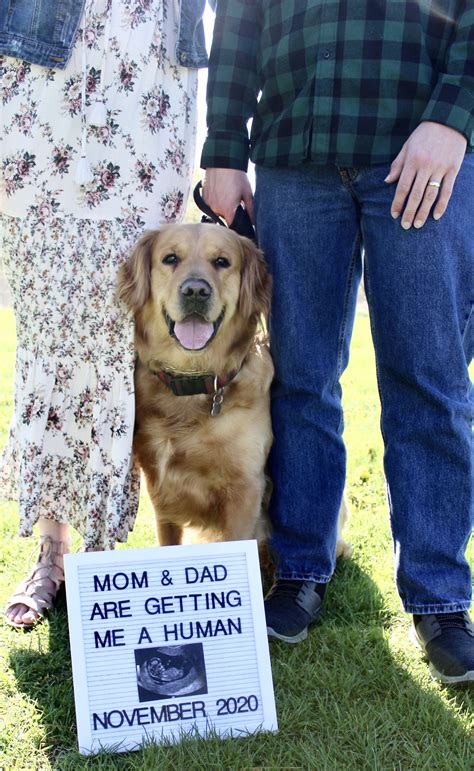 How Long Is A Golden Retrievers Pregnancy