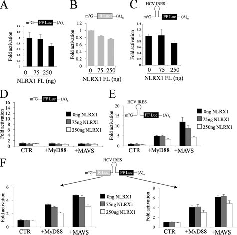 Post Transcriptional Inhibition Of Luciferase Reporter Assays By The