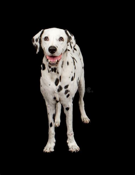 Happy Dalmatian Dog Smiling Stock Photo Image Of Pedigree Head 46317024