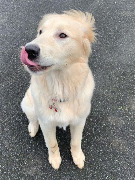 Discovering the Majestic Golden Pyrenees: A Gentle Giant - World of Dogz